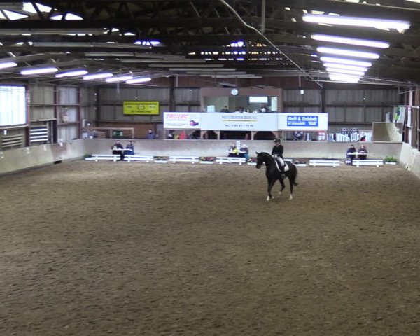 Reitturnier Springe 2024