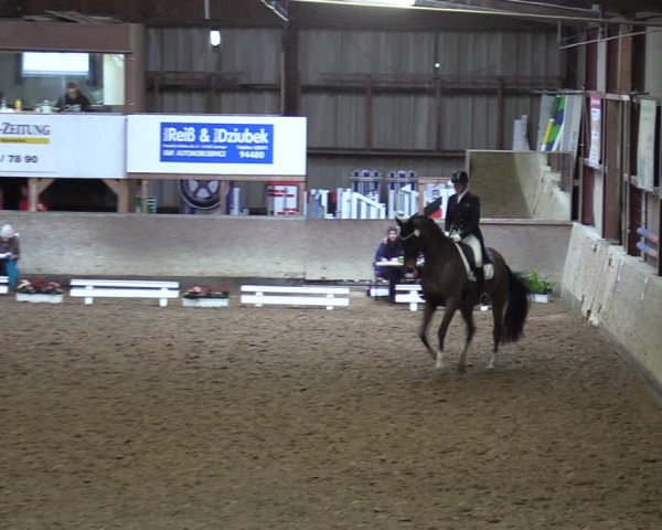 Reitturnier Springe 2024