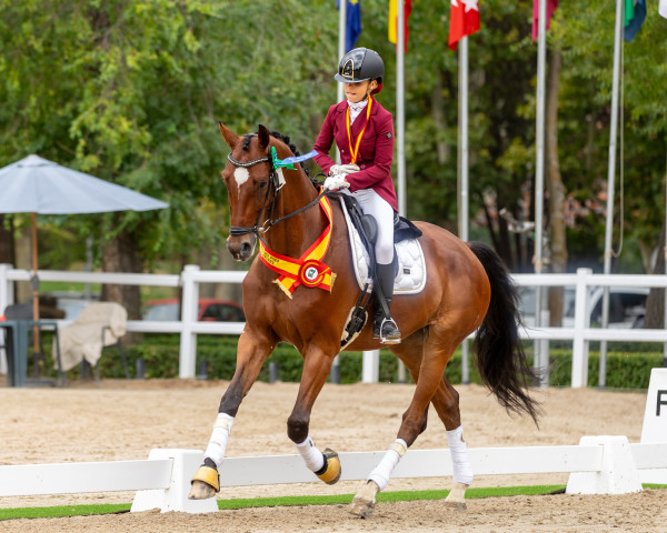 Pferd Solo Conmigo (Westfale, 2016, von Sir Heinrich OLD)