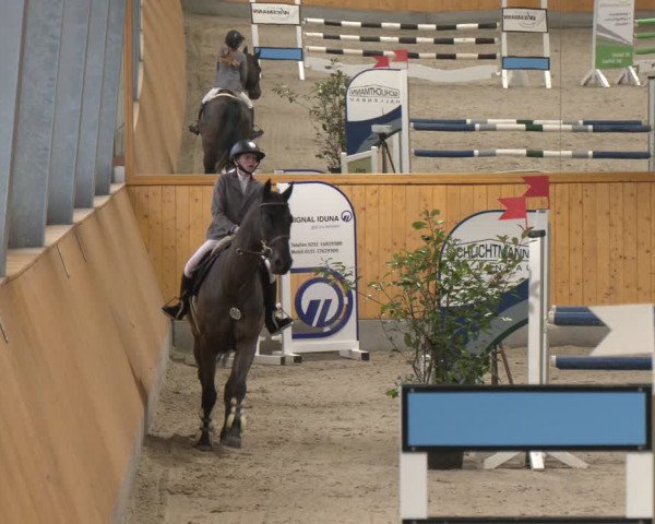Reitturnier Münster-Amelsbüren 2024
