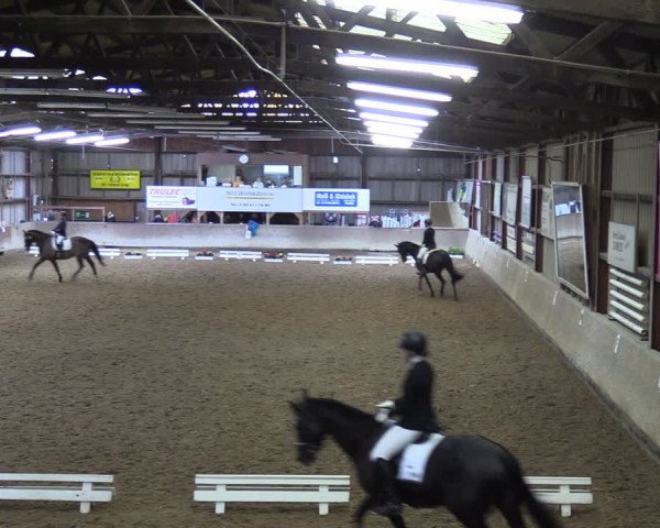 Reitturnier Springe 2024