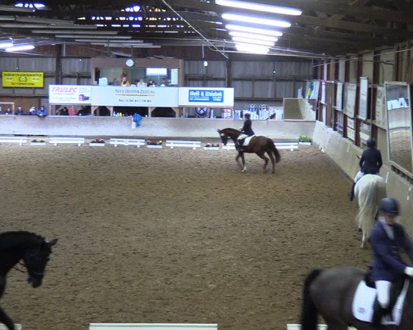 Reitturnier Springe 2024