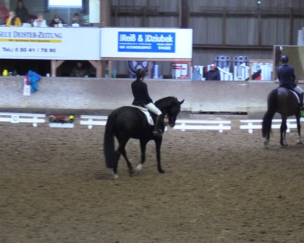 Reitturnier Springe 2024