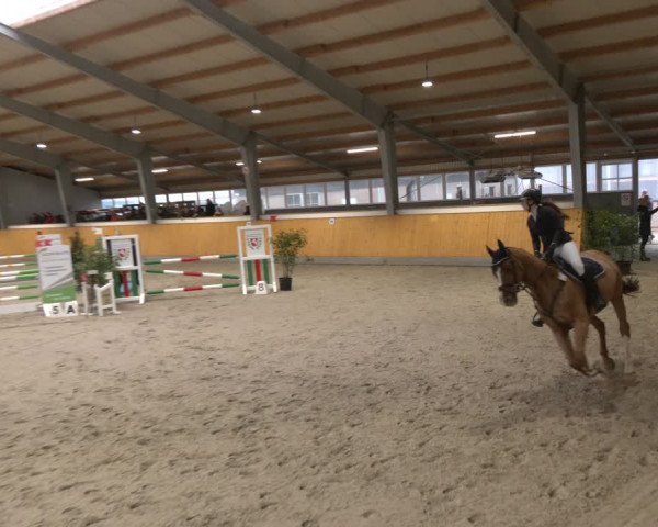 Reitturnier Münster-Amelsbüren 2024