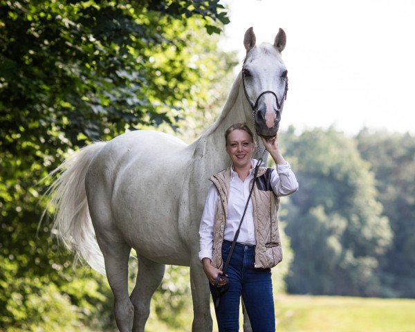 Dressurpferd Chief 28 (Oldenburger Springpferd, 2004, von Converter I)