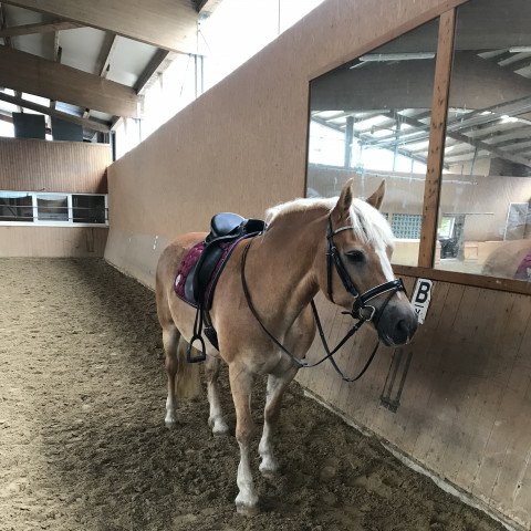 jumper Nora 405 (Haflinger, 2005, from New York B (2,34% ox))