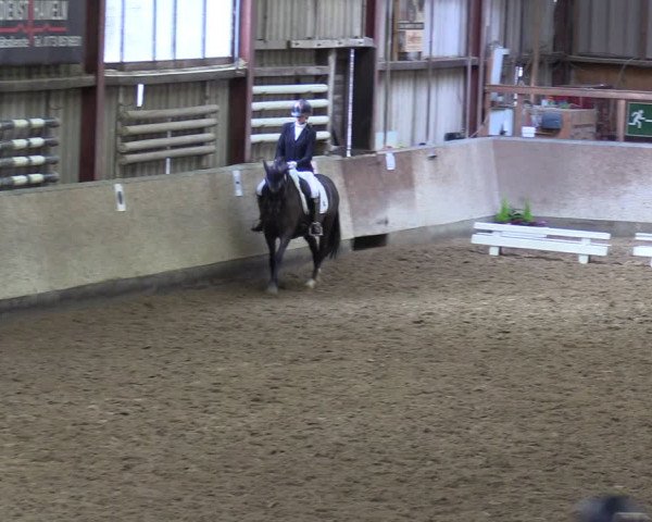 Reitturnier Springe 2024