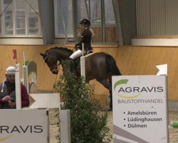 Reitturnier Münster-Amelsbüren 2024