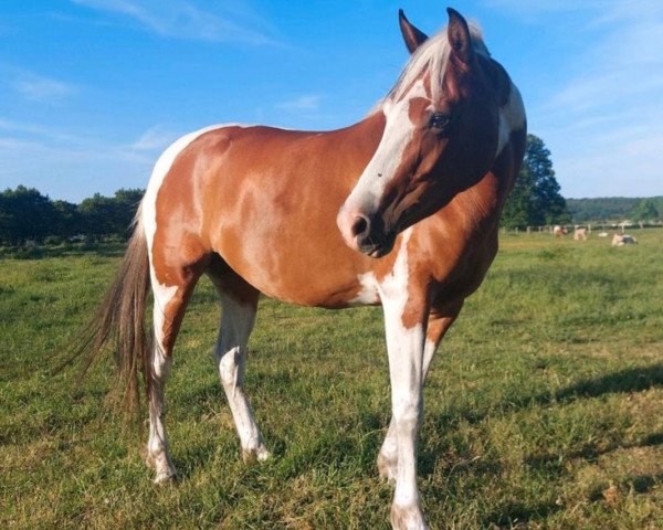 broodmare Adelia (Arab half breed / Partbred, 2020, from Ashur Ibn Akino)
