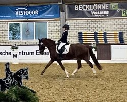 Dressurpferd Cara Mia F (Deutsches Reitpony, 2015, von Captain Sparrow)