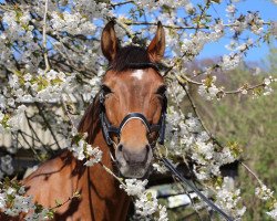 Springpferd Leon 664 (Deutsches Reitpony, 2009, von Laudatio)