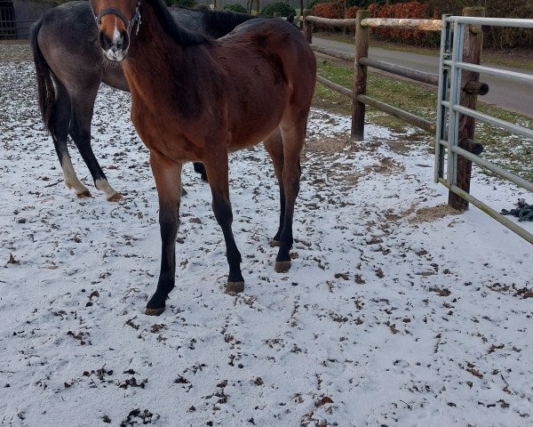 horse Stute von Casallco / Stalypso (Oldenburg show jumper, 2023, from Casallco)