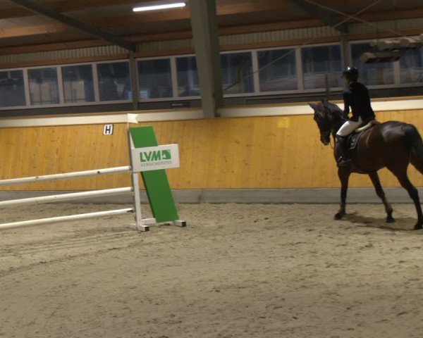 Reitturnier Münster-Amelsbüren 2024