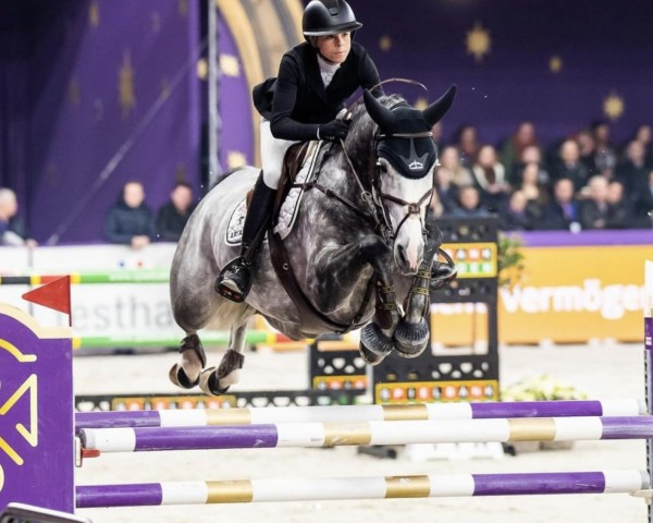 jumper Com'On Miss Ogano Sit (German Sport Horse, 2016, from Ogano Sitte)