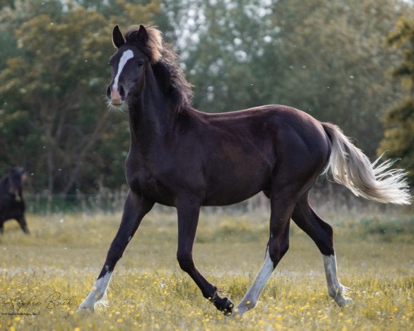horse Dark Romeo (German Riding Pony, 2019, from Dark Highlight AT)