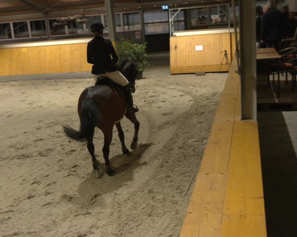 Reitturnier Münster-Amelsbüren 2024