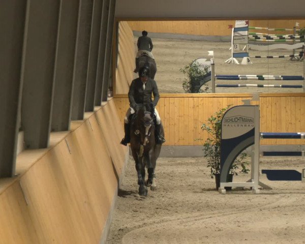 Reitturnier Münster-Amelsbüren 2024
