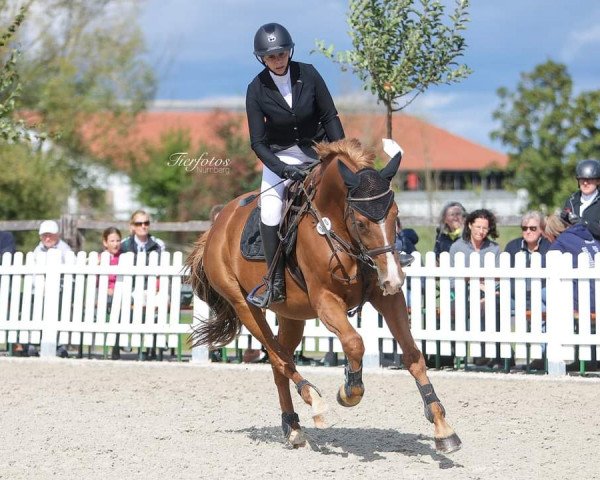 jumper Clemens 63 (Bavarian, 2011, from Champion de Cord)