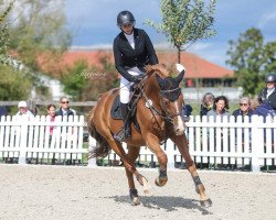 jumper Clemens 63 (Bavarian, 2011, from Champion de Cord)