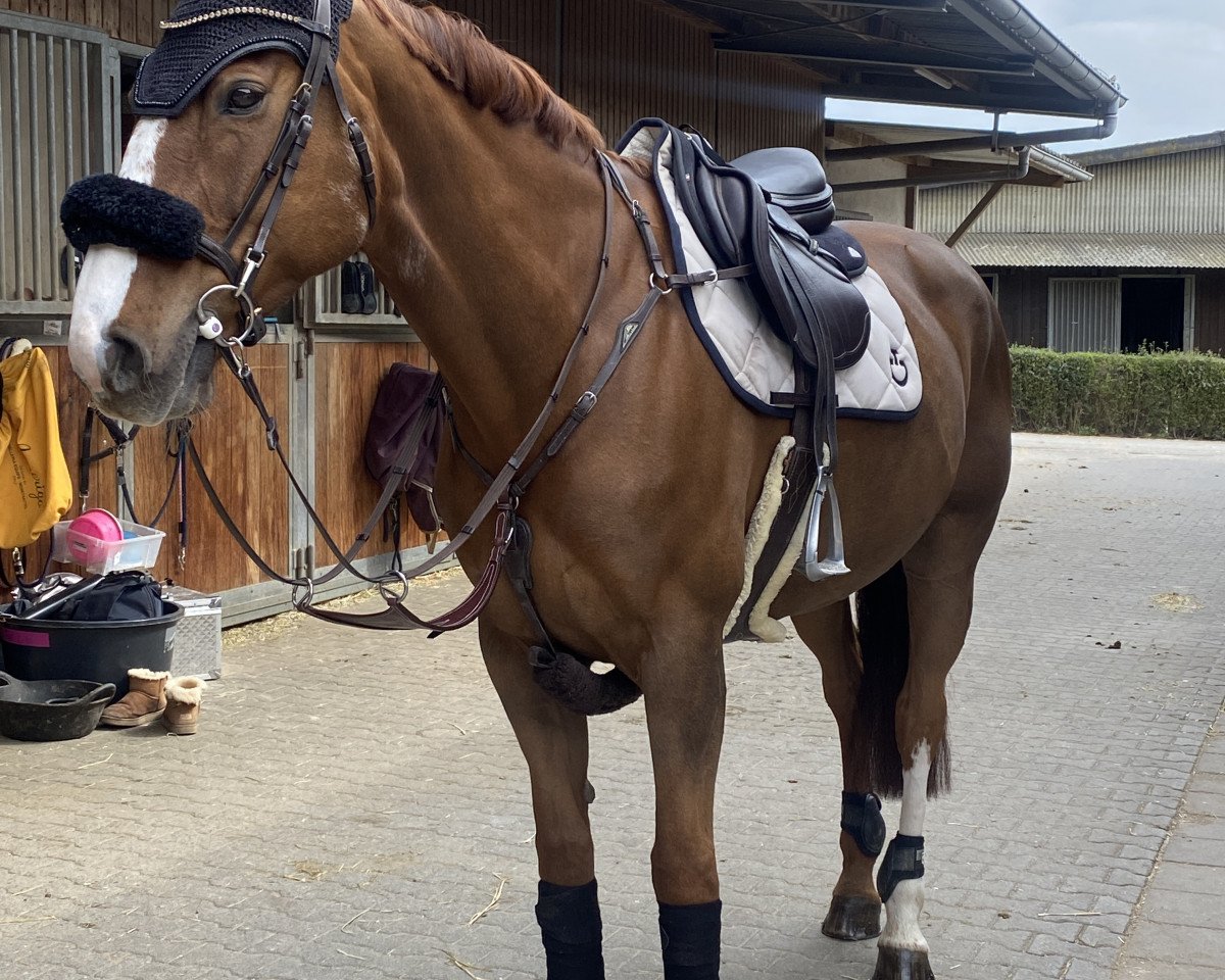 Springpferd Tobajo Aruba (Norwegisches Warmblut, 2013, von Azteca VDL)