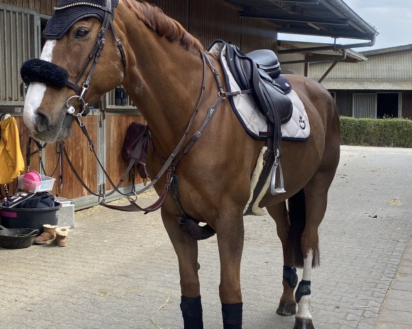 jumper Tobajo Aruba (Norwegian Warmblood, 2013, from Azteca VDL)
