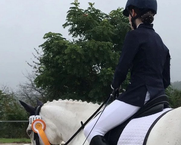 dressage horse Ballydavid Little Lady (Connemara Pony, 2014, from Knockferry Cheeky Boots)