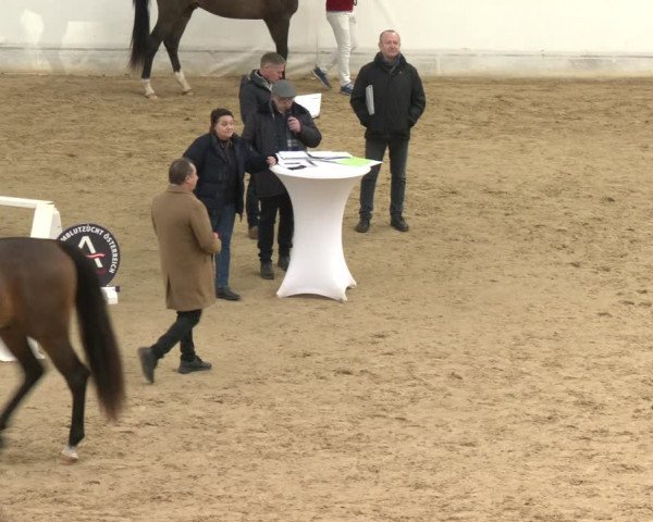 AWÖ Hengsttage 2024