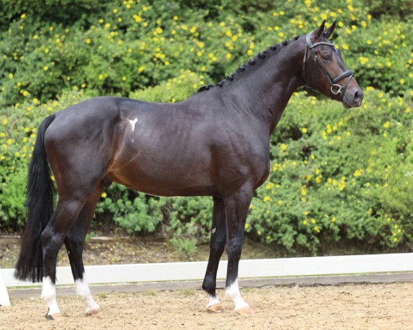 stallion Proudly Present (KWPN (Royal Dutch Sporthorse), 2020, from Jameson RS2)