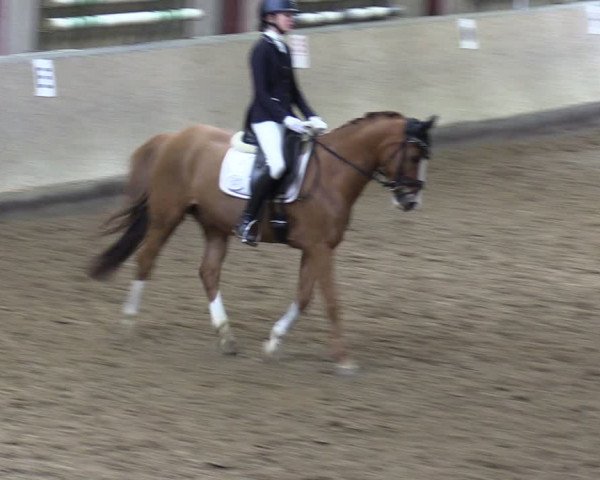 Reitturnier Springe 2024