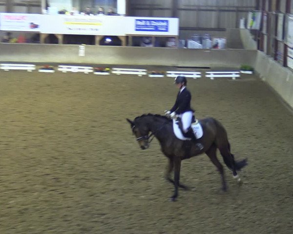 Reitturnier Springe 2024