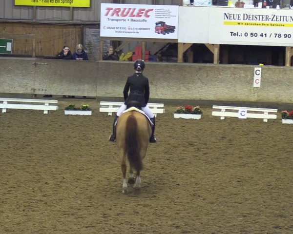 Reitturnier Springe 2024