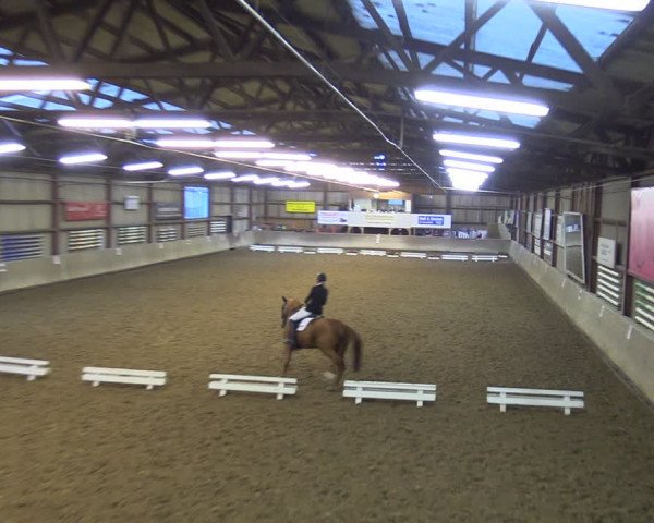 Reitturnier Springe 2024