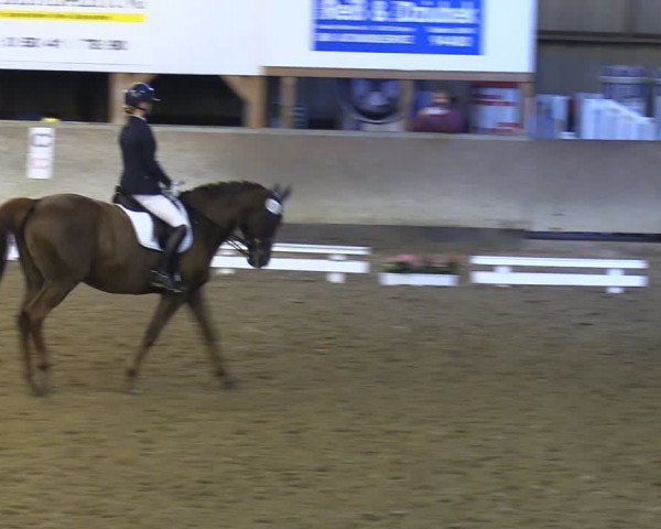 Reitturnier Springe 2024