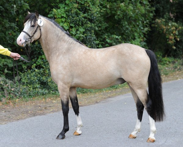 Deckhengst Matrix von Bömme (Welsh Pony (Sek.B), 2021, von The Braes My Mobility)