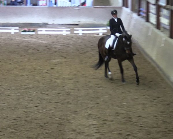 Reitturnier Springe 2024