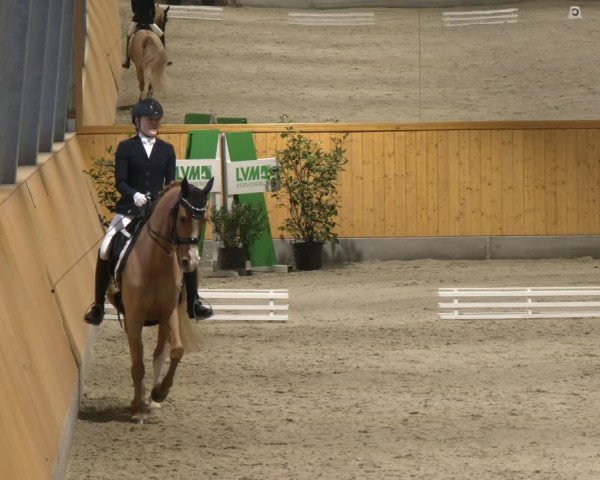 Reitturnier Münster-Amelsbüren 2024