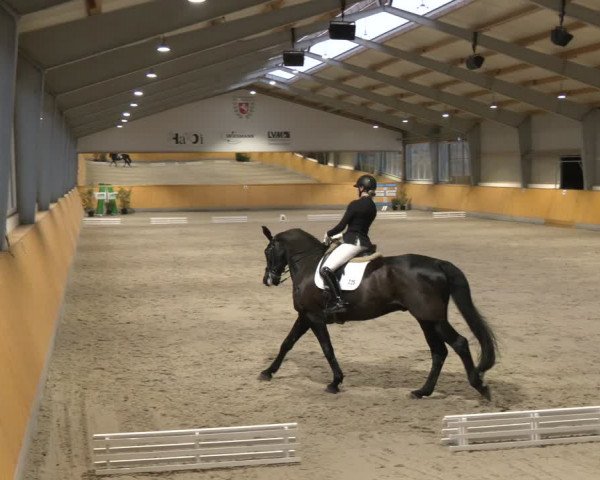 Reitturnier Münster-Amelsbüren 2024