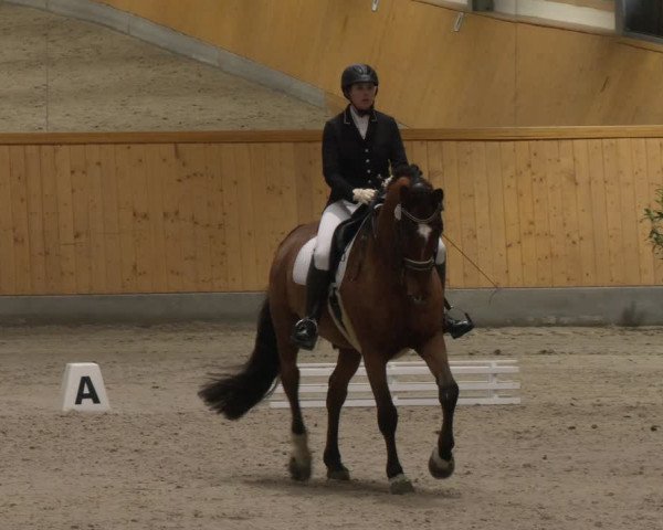 Reitturnier Münster-Amelsbüren 2024