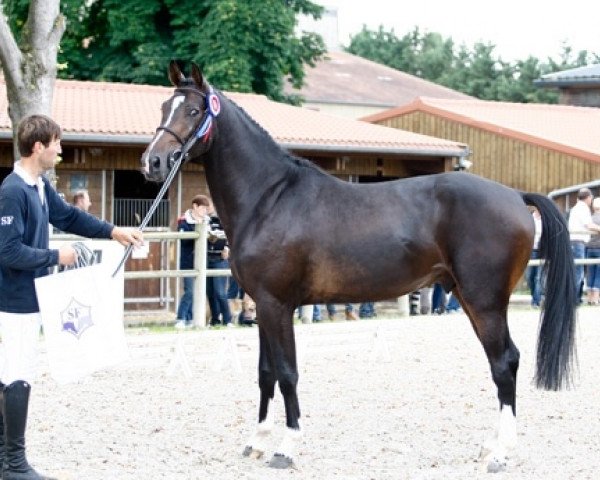 stallion Deep Purple In Live (Selle Français, 2013, from Kannan)