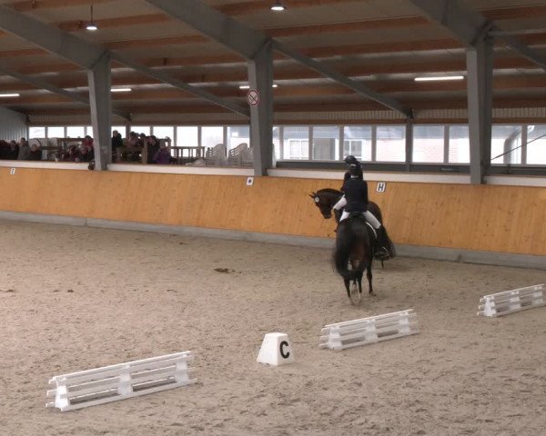 Reitturnier Münster-Amelsbüren 2024