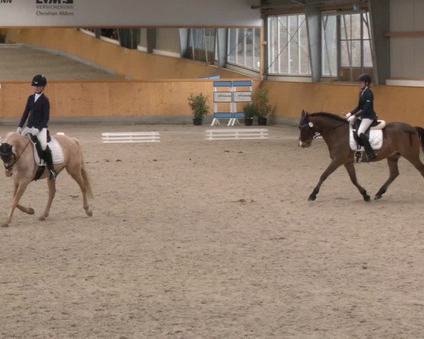 Reitturnier Münster-Amelsbüren 2024