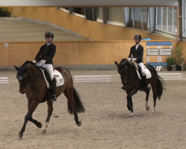 Reitturnier Münster-Amelsbüren 2024
