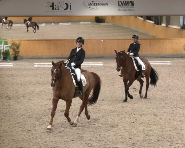 Reitturnier Münster-Amelsbüren 2024