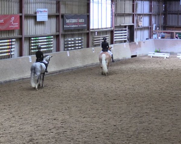 Reitturnier Springe 2024