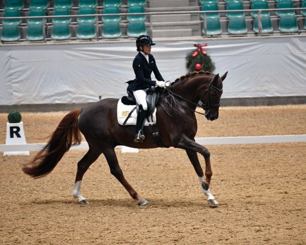 dressage horse Queen's Charming Freddie (Hanoverian, 2012, from Quaterhall)