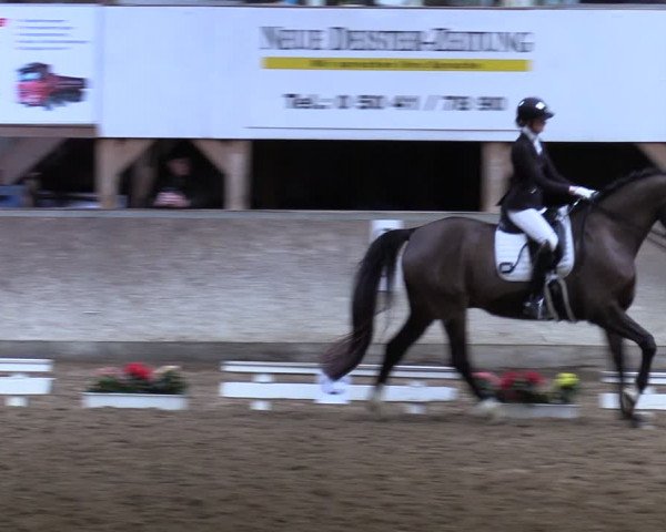 Reitturnier Springe 2024
