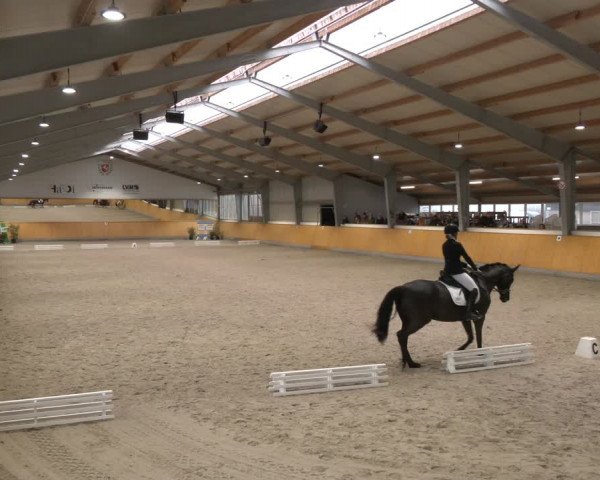 Reitturnier Münster-Amelsbüren 2024