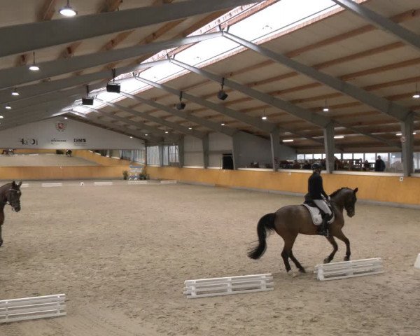 Reitturnier Münster-Amelsbüren 2024