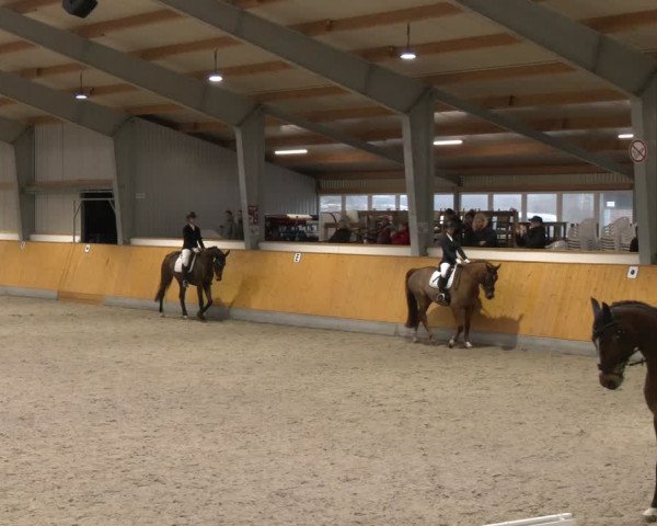 Reitturnier Münster-Amelsbüren 2024