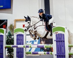 jumper Findus 224 (Pony without race description, 2010)